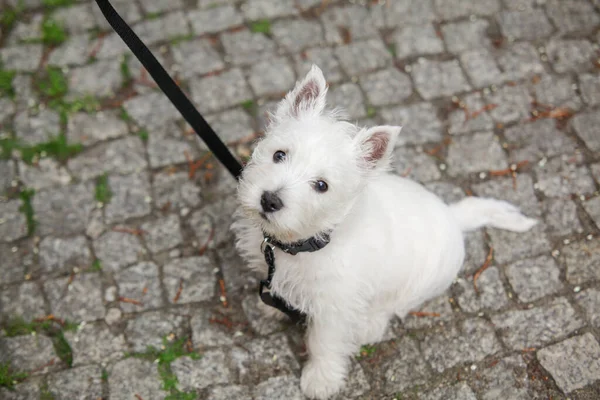 White West Highland Terrier Szczeniak Siedzi Patrzy Górę Ulica Spacer — Zdjęcie stockowe