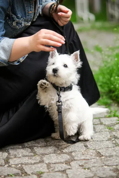 White West Highland Terrier Puppy asks for food from its owner. Human hands holding food. Street. High quality photo