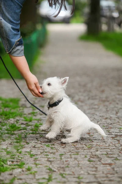 White West Highland Terrier Puppy eats food from the owners hand. A walk in nature. High quality photo