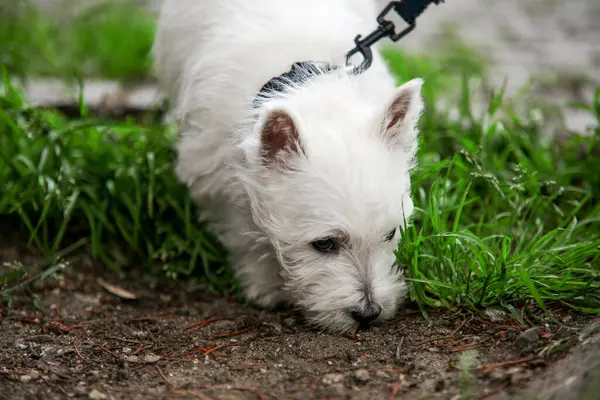 White West Highland Terrier Puppy sniffs something in the green grass on a walk. Close-up of the muzzle. High quality photo