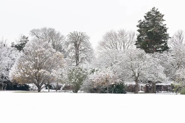 Ośnieżone Drzewa Parku Londynie Miesiącach Zimowych — Zdjęcie stockowe