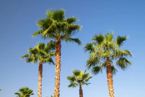 Palmy Maroku Słoneczny Dzień — Zdjęcie stockowe