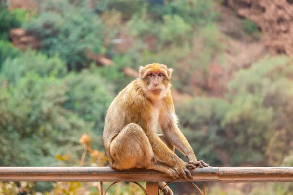 Małpa Siedząca Płocie Nad Wodospadem Ouzoud Maroku Górami Tle Zdjęcie Stockowe