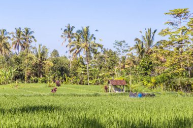 Ubud Endonezya 'daki pirinç alanları