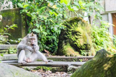 Maymun Ormanı Ubud 'da yemek yiyen uzun kuyruklu bir makak..
