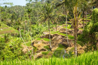 Ubud Endonezya 'daki Tegalalang pirinç tarlaları - Bali' nin bu bölgesinde popüler bir cazibe.