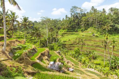 Ubud Endonezya 'daki Tegalalang pirinç tarlaları - Bali' nin bu bölgesinde popüler bir cazibe.