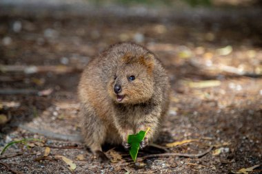 Batı Avustralya 'daki Rottnest Adası' nda mutlu görünen bir kuokka. Quokka 'nın elinde bir yaprak var. Yüzünde hafif bir bulanıklık var.