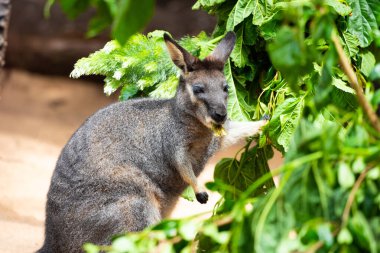 Avustralya 'da bir Wallaby' ye yakın çekim, bir ağacın yanında yemek ve yapraklar..