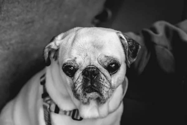 Porträtt Allvarlig Mops Hund Svart Och Vitt — Stockfoto
