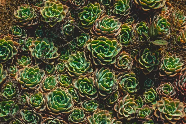 Background Texture Green Succulent Flower Plants Sunlight — Stock Photo, Image