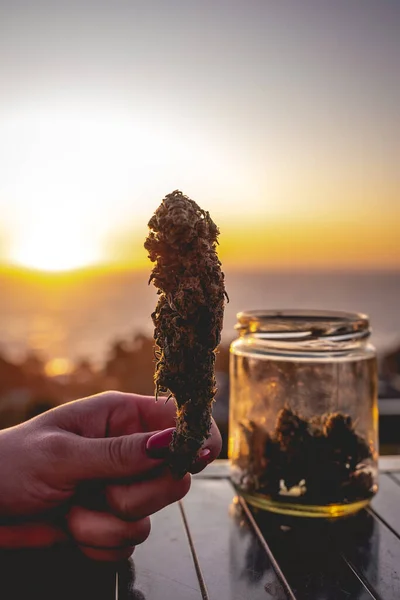 大きなマリファナの芽 雑草の頭 より多くのマリファナの芽を持つガラス瓶と美しい夕日の空と海を持つ赤い爪を持つ手 — ストック写真