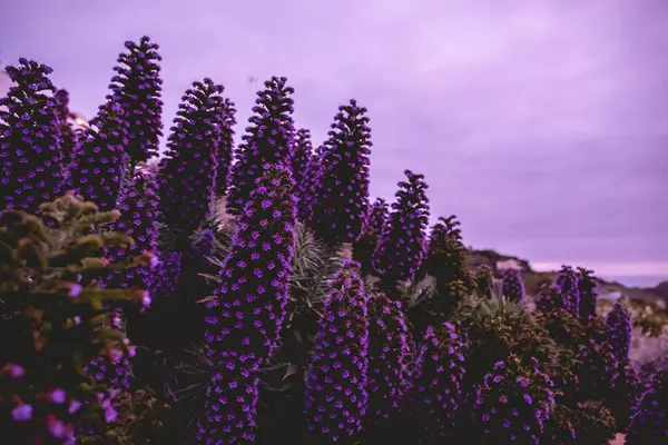 stock image Lavender field with beautiful and big lavender flowers at sunset with purple sky