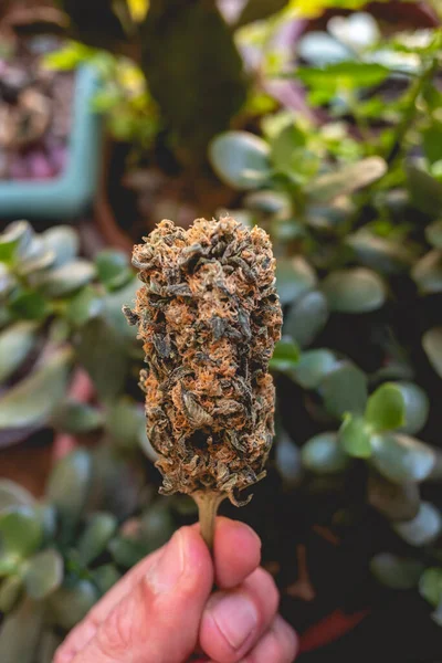 Hand Holding Big Marijuana Bud Weed Head Pots Green Plants — Stock Photo, Image