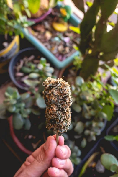 Ręczne Trzymanie Dużego Pączka Marihuany Nad Doniczkami Zielonymi Roślinami — Zdjęcie stockowe