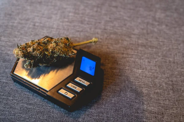 Big Marijuana Bud Weed Head Small Weight Blue Screen Gray — Stock Photo, Image