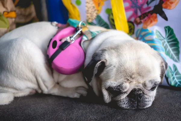 Портрет Сумного Втомленого Серйозного Білого Мопса Собаки Відпочиває Багажнику Машини — стокове фото
