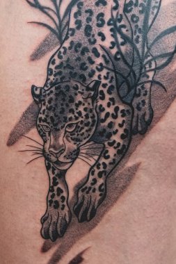 Big tattoo finished of a tiger in the thigh and hips of a girl after the tattoo session clipart