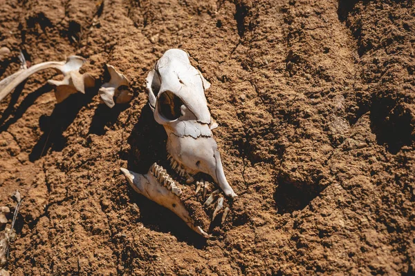 \'Dinosaur fossil\' made of cow bones between the soil in the ground under sunlight
