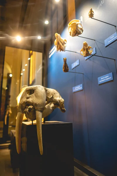 stock image Walrus skull with impressive fangs in a display of animal skeletons and skulls in a old centuries museum