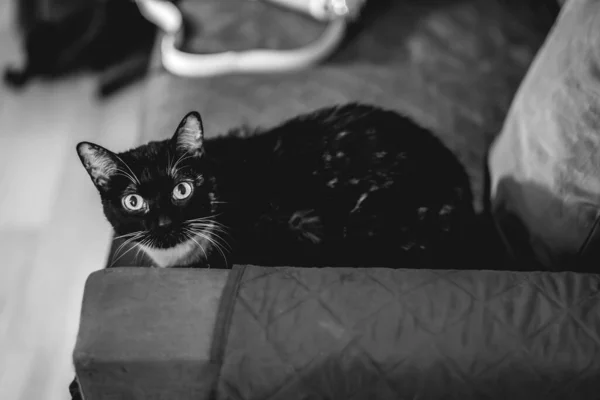 Piercing Tekintet Egy Csodálatos Fekete Macska Egy Kanapén Bámul Kamerába — Stock Fotó