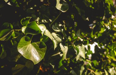 Bereketli yaprak duvar: Güneşli bir günde sarmaşık kaplı bir duvarda güzel yeşil detaylar