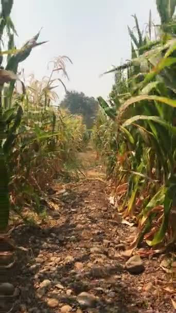 Verão Sereno Corfield Pontas Plantas Milho Cornfield Balançando Vento Com — Vídeo de Stock