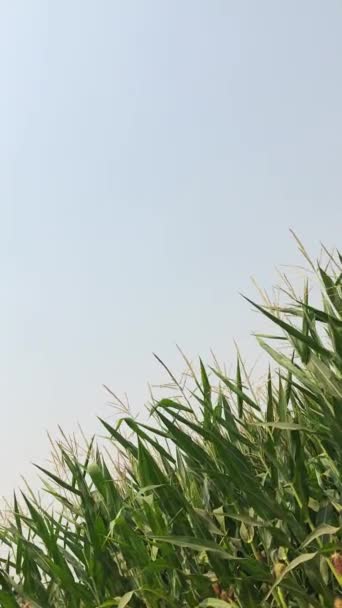 Békés Nyár Corfieldben Kukoricanövények Hegyei Szélben Nagy Fénymásolótérrel Égen — Stock videók