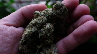 Rahatlatıcı esrar deneyimi: büyük ve güzel marihuana tomurcuklarının el ele tutuşması (4k)