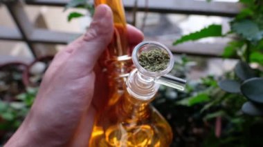 Rahatlatıcı esrar deneyimi: bitkilerle çevrili şeffaf cam marihuana su nargilesine yakın çekim (4k)