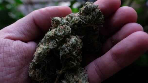 大麻のリラックス体験 大きな 美しいマリファナ芽を保持する手のクローズアップ — ストック動画
