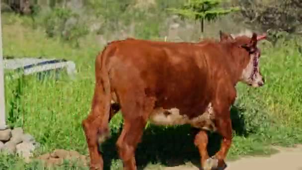 田舎の田舎道に沿って走っている顔の傷を持つ牛 — ストック動画