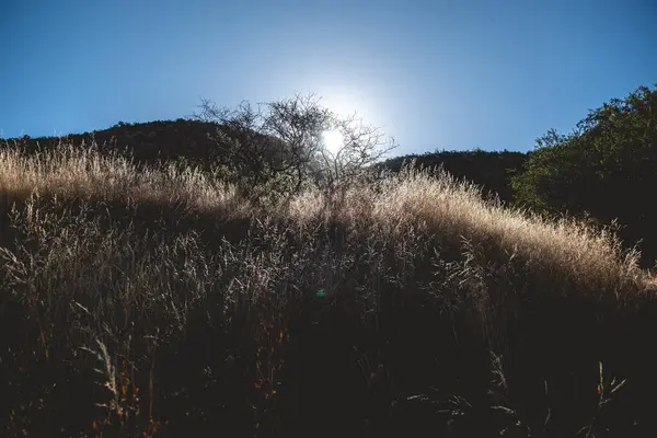 Country grass in the breeze: sunlight between bushes and grass over hills