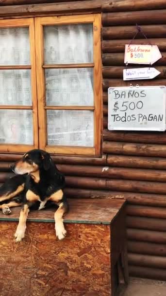 乡村守护者 一只黑狗看守着山上木屋的浴室入口 — 图库视频影像