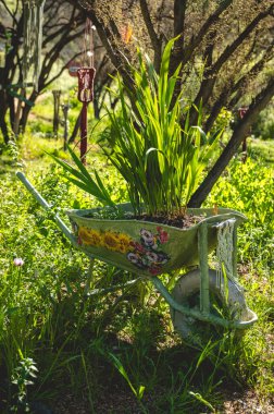 Yaratıcı bahçıvanlık: el arabası yemyeşil bir dağ bahçesindeki bir saksı olarak yeniden tasarlandı