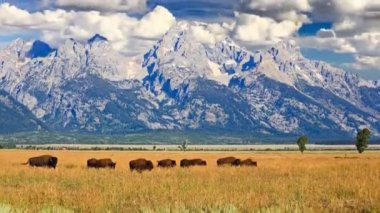 Grand Teton Ulusal Parkı 'ndaki Antilop Düzlükleri zaman aşımı klibi