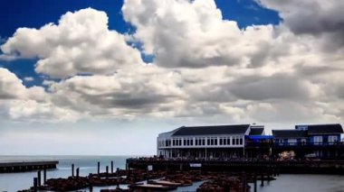 San Francisco Körfezi'ndeki Pier 39'da deniz aslanları