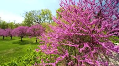 Çiçekli Badem ağacı New Jersey, ABD 'deki bir doğa parkında çiçek açıyor.
