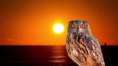 Günbatımı arka planı olan bir Baykuş, ABD