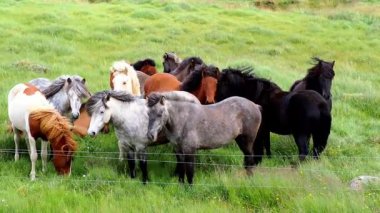İzlanda atları Lofoten, Norveç kökenli bir at türüdür. Atlar bazen midilli büyüklüğünde, dost canlısı hayvanlardır ve turistler merak ederler..