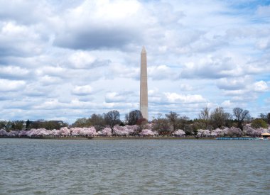 Washington DC 'deki kiraz çiçeği ve Washington anıtı. ABD