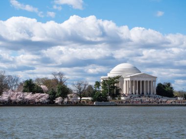 Washington, DC 'de Kiraz Çiçeği Festivali sırasında Jefferson Memorial ve Kiraz Çiçekleri