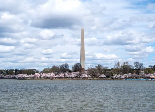 Washington DC 'deki kiraz çiçeği ve Washington anıtı. ABD