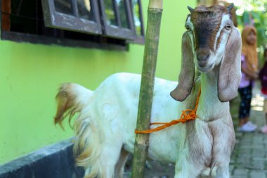 Yerel siyah ve kahverengi keçiler