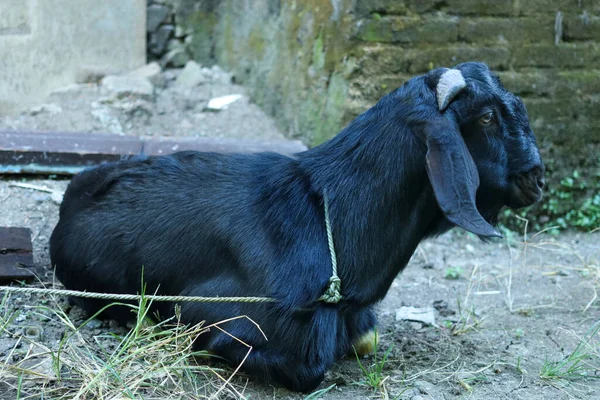 Yerel Siyah Kahverengi Keçiler — Stok fotoğraf