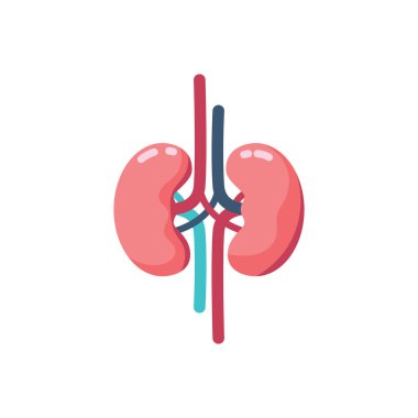 İnsan böbreklerinin ve kan damarlarının resmi.