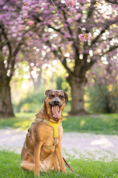 Funny dog. dog yawns.Cover dog in nature. Blooming sakura on the background sits a dog. Retriever on the background of cherry blossoms. Spring. Dog. Beautiful animal for the cover. Animals in nature.Labrador in nature.