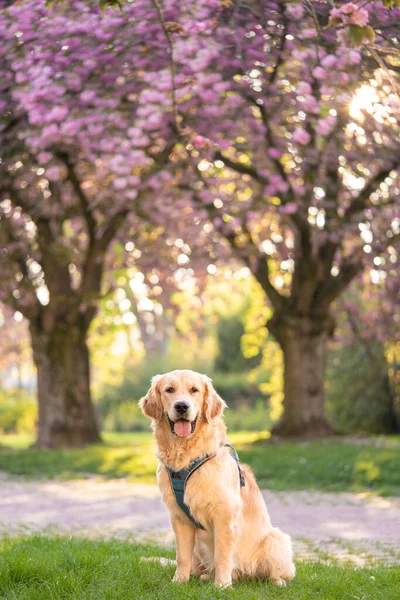 Funny dog. dog yawns.Cover dog in nature. Blooming sakura on the background sits a dog. Retriever on the background of cherry blossoms. Spring. Dog. Beautiful animal for the cover. Animals in nature.Labrador in nature.