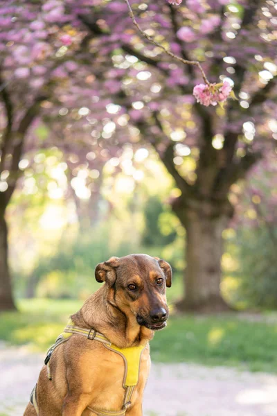 Αστείο Σκυλί Σκυλί Χασμουρητό Σκυλί Κάλυψης Στη Φύση Ανθισμένη Σακούρα Φωτογραφία Αρχείου