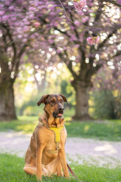 Αστείο Σκυλί Σκυλί Χασμουρητό Σκυλί Κάλυψης Στη Φύση Ανθισμένη Σακούρα Εικόνα Αρχείου
